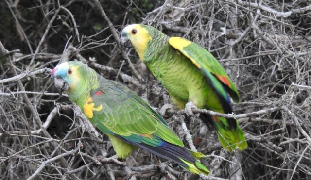 Liberan monos, coatíes y más de 40 loros habladores