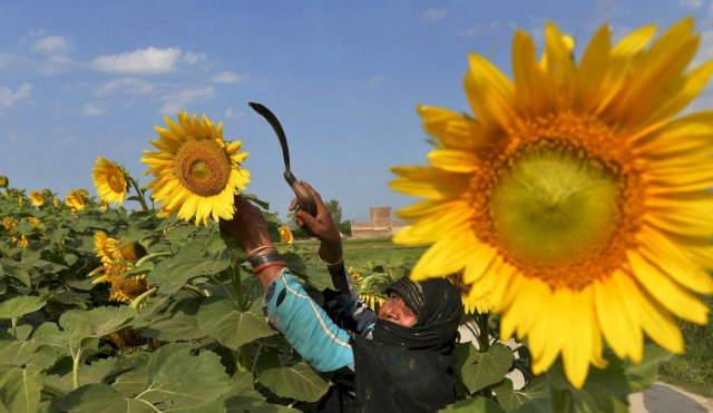 girasol