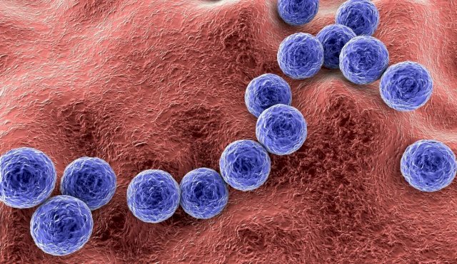 Bacteria