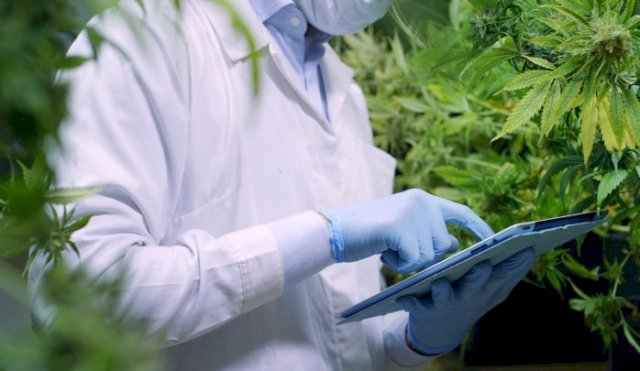 cannabis medicinal investigación