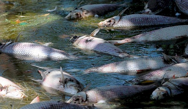 peces raros muertos