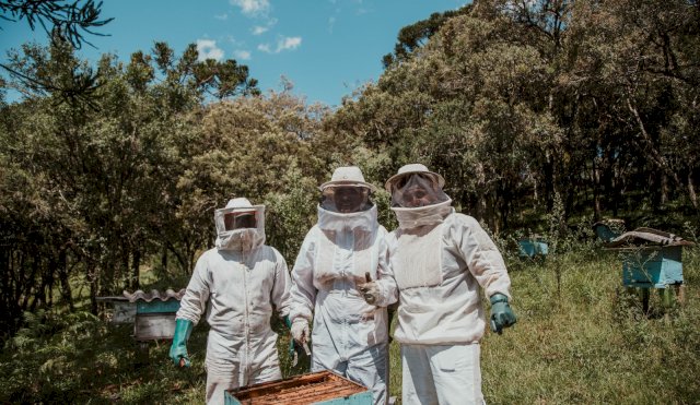 abejas