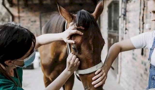 caballo