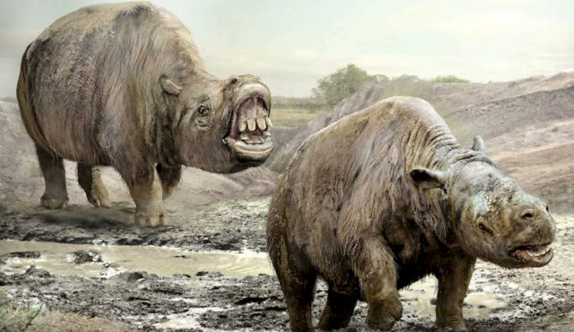 toxodont