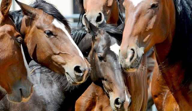 caballos